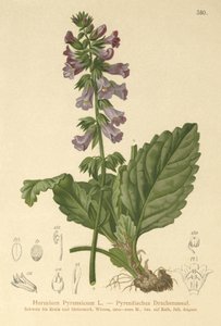 Bocca di drago (Horminum Pyrenaicum) da German School